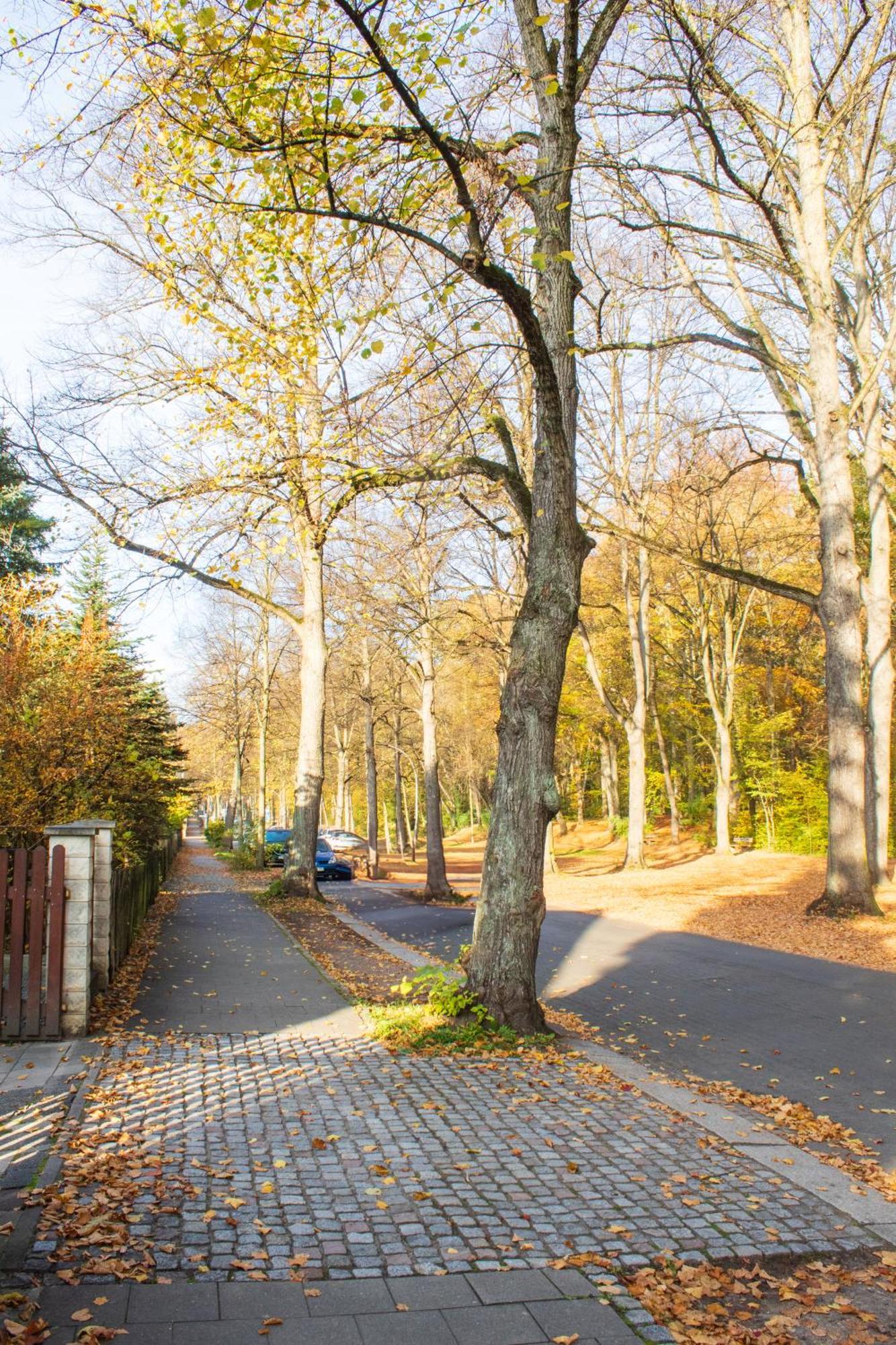 Stadtnatur Apartment Am Kuechwald - Mit Balkon, Streaming-Tv, Badewanne, Arbeitsplatz Кемниц Екстериор снимка